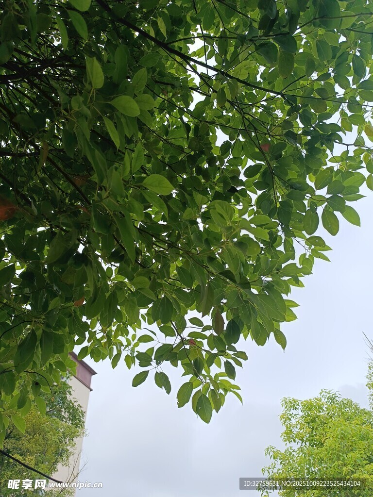 绿叶繁茂的树冠景象