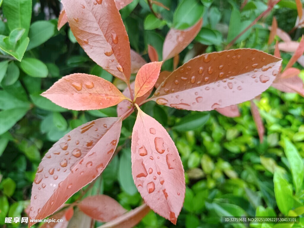 带水珠的红绿叶植物