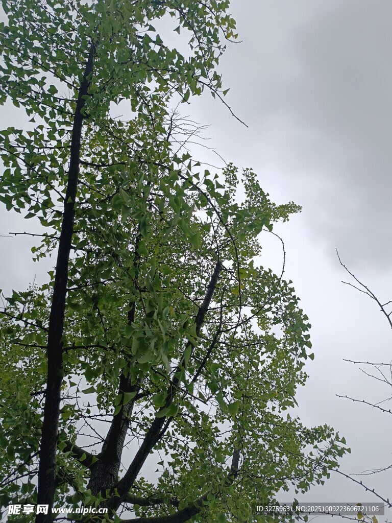 绿树映灰天的自然景致