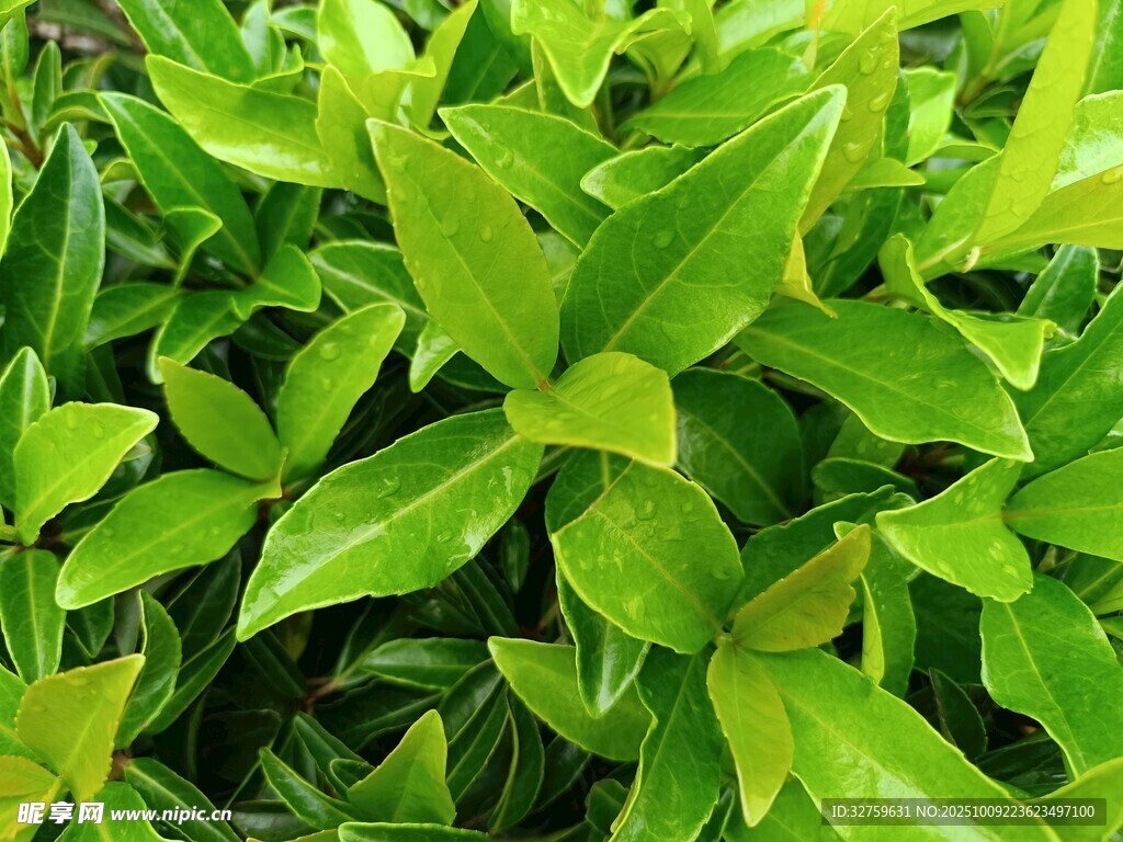 翠绿叶片植物特写