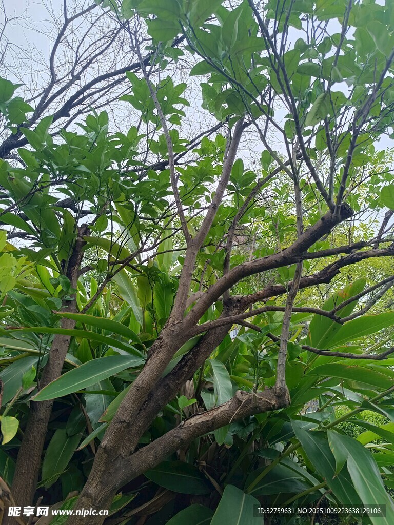 繁茂绿植 