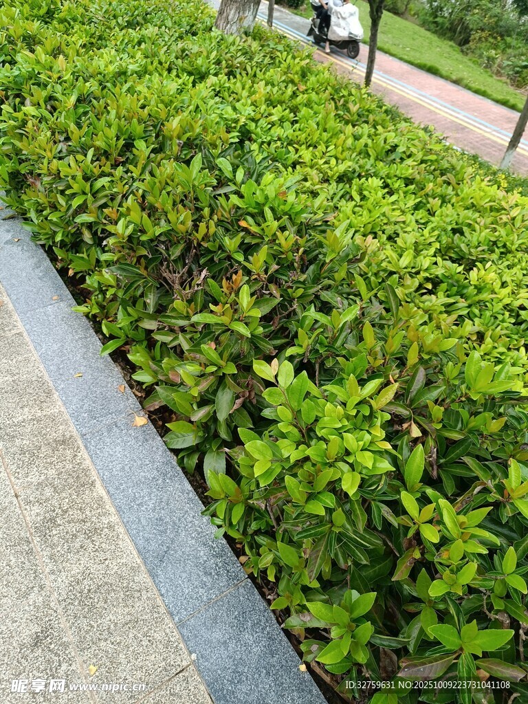 路边翠绿繁茂的灌木丛