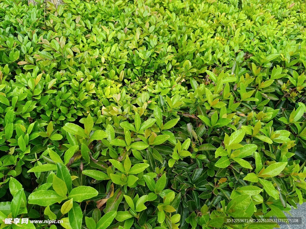 翠绿繁茂的绿植景观