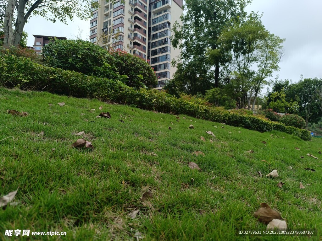 绿草如茵的城市坡地景观