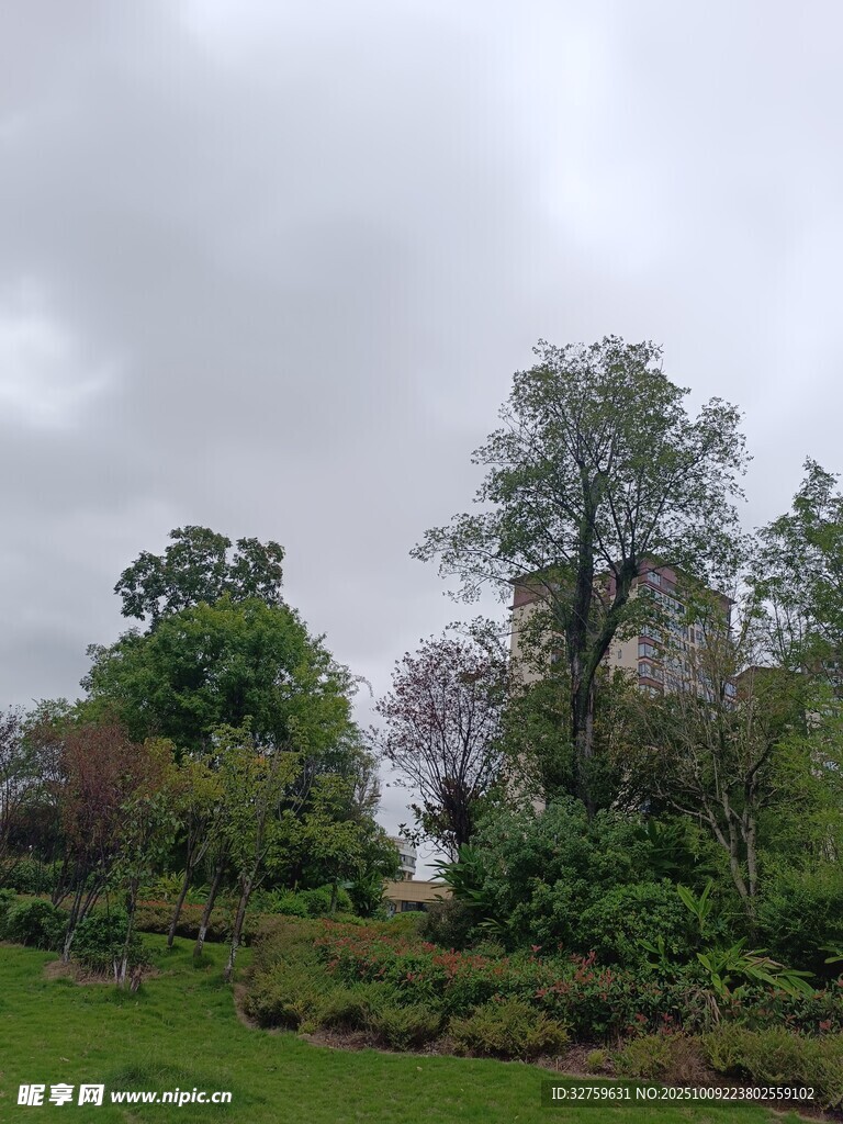 云雾中的繁茂树林景观