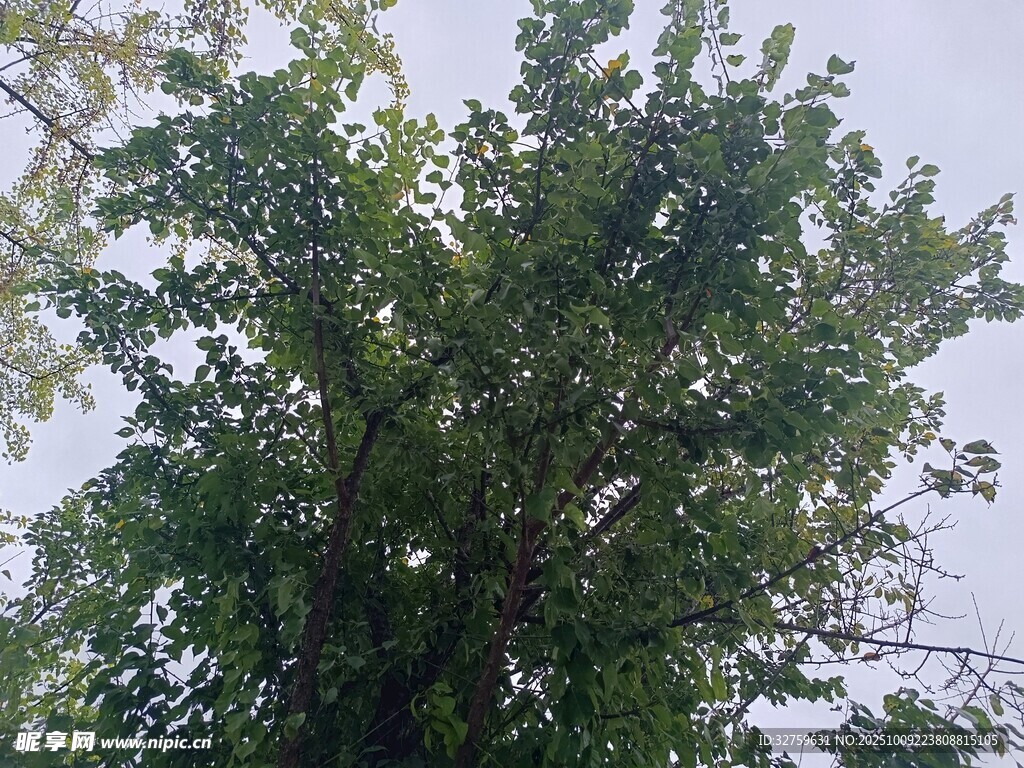 繁茂绿树 