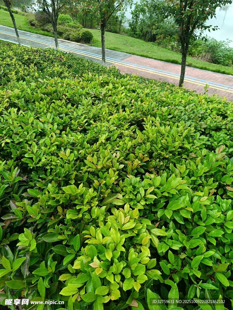 翠绿繁茂的灌木丛景观