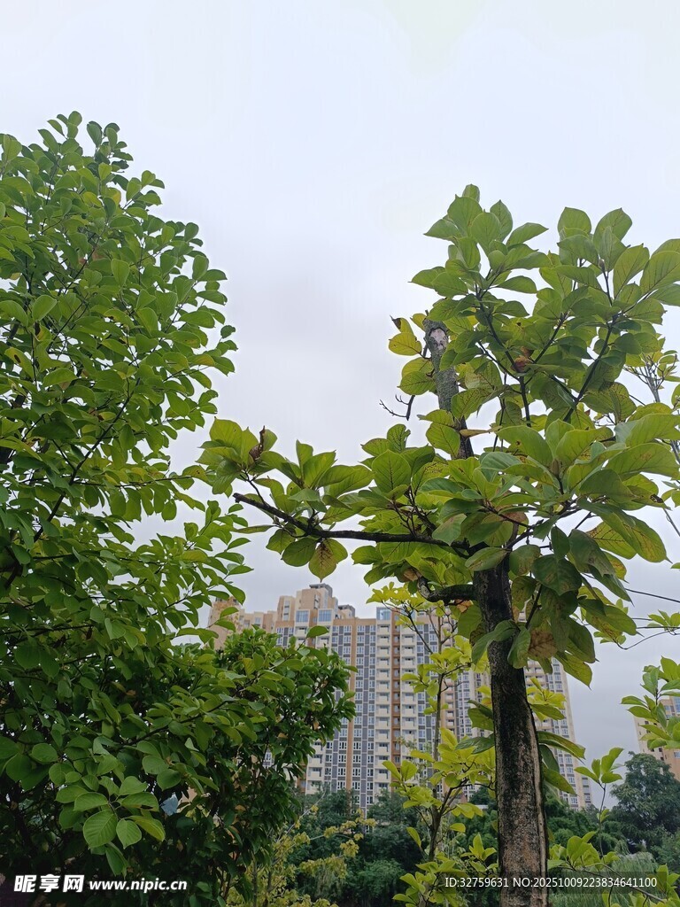 绿树成荫的城市自然景象