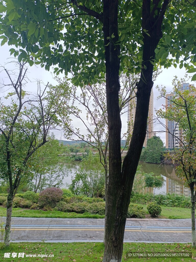 湖畔绿树成荫的宁静景致