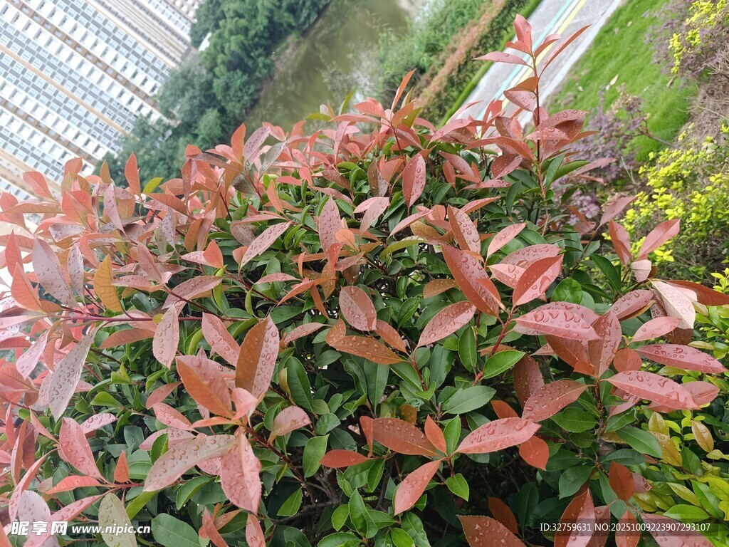 红叶植物特写