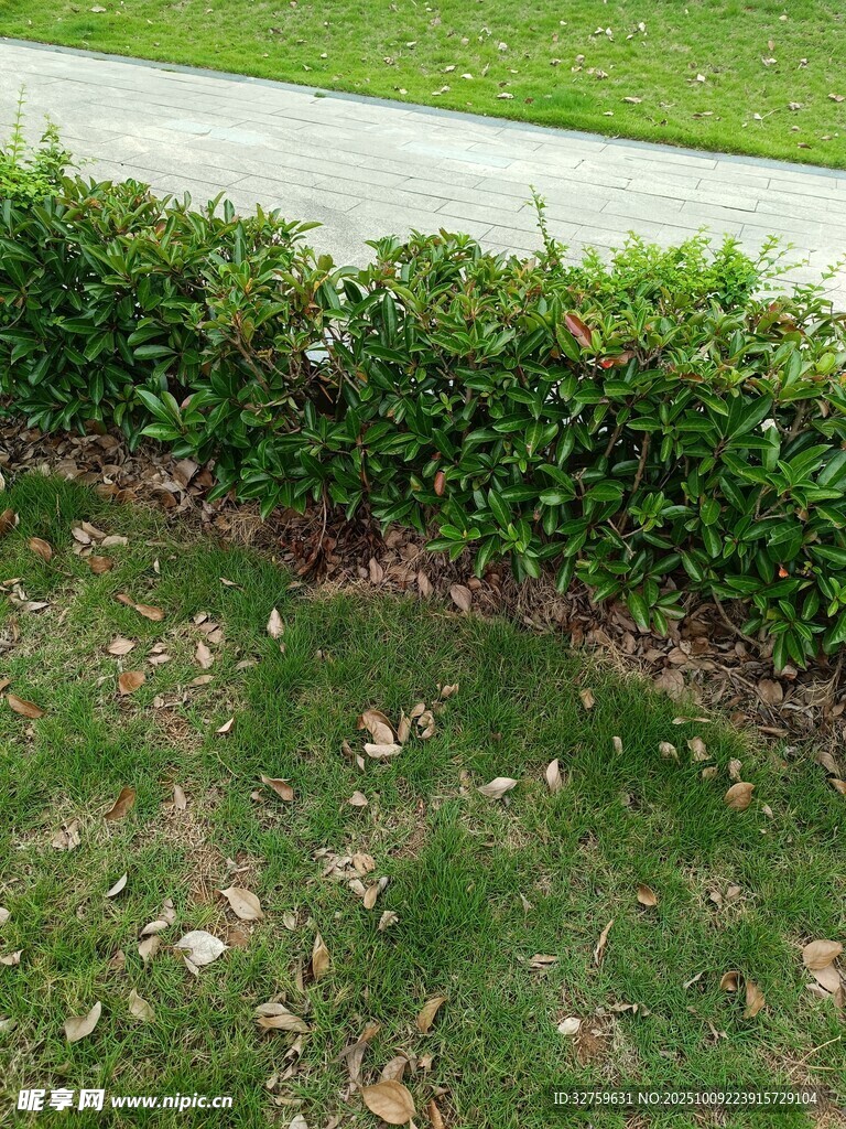 路边绿植景观