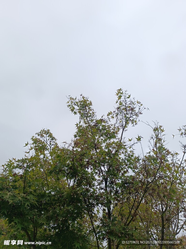 绿树映灰天的自然景致