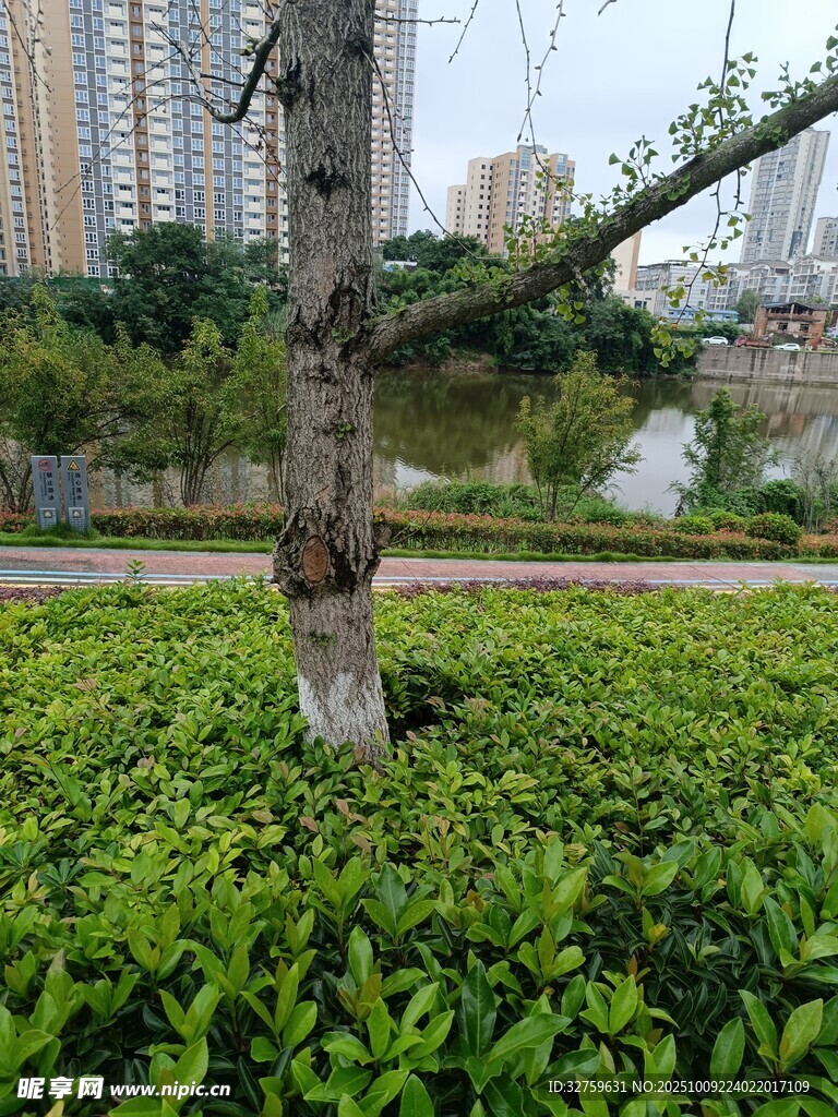 城市绿植景观中的树木