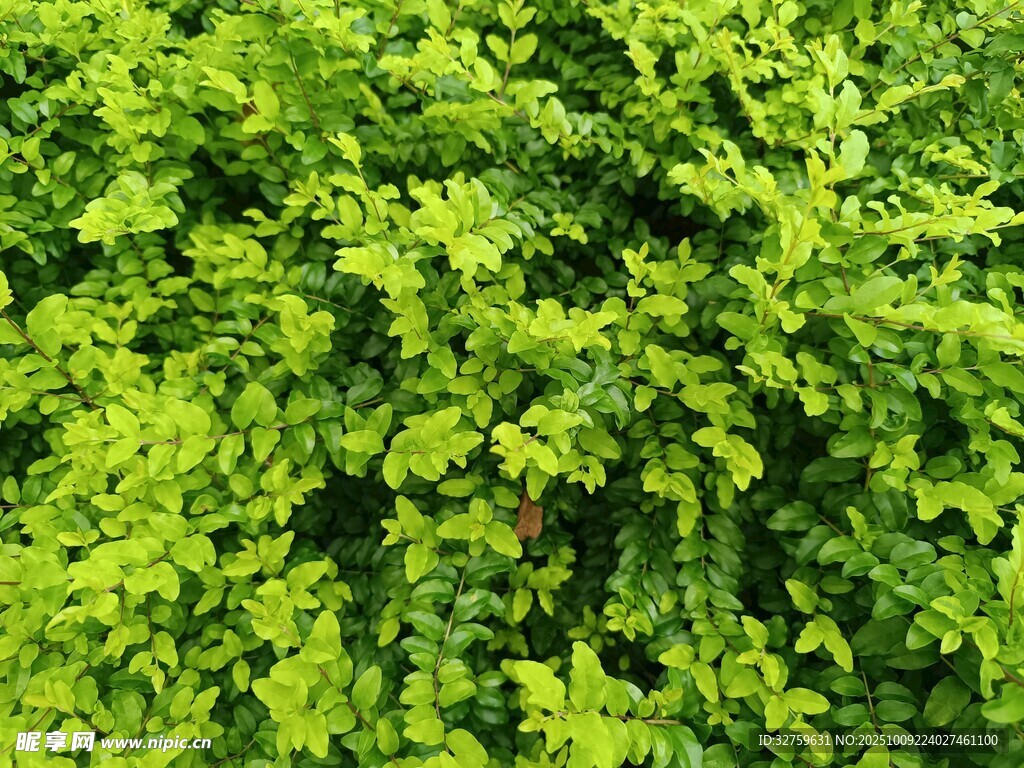 翠绿繁茂的植物景观