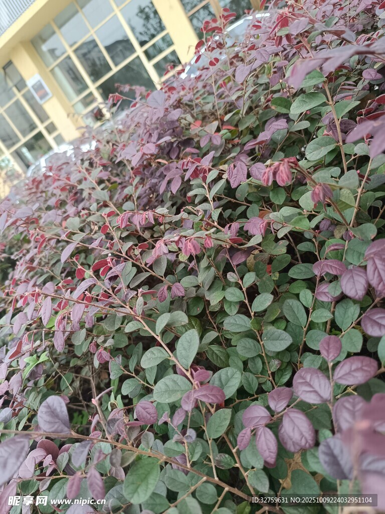 紫叶植物景观