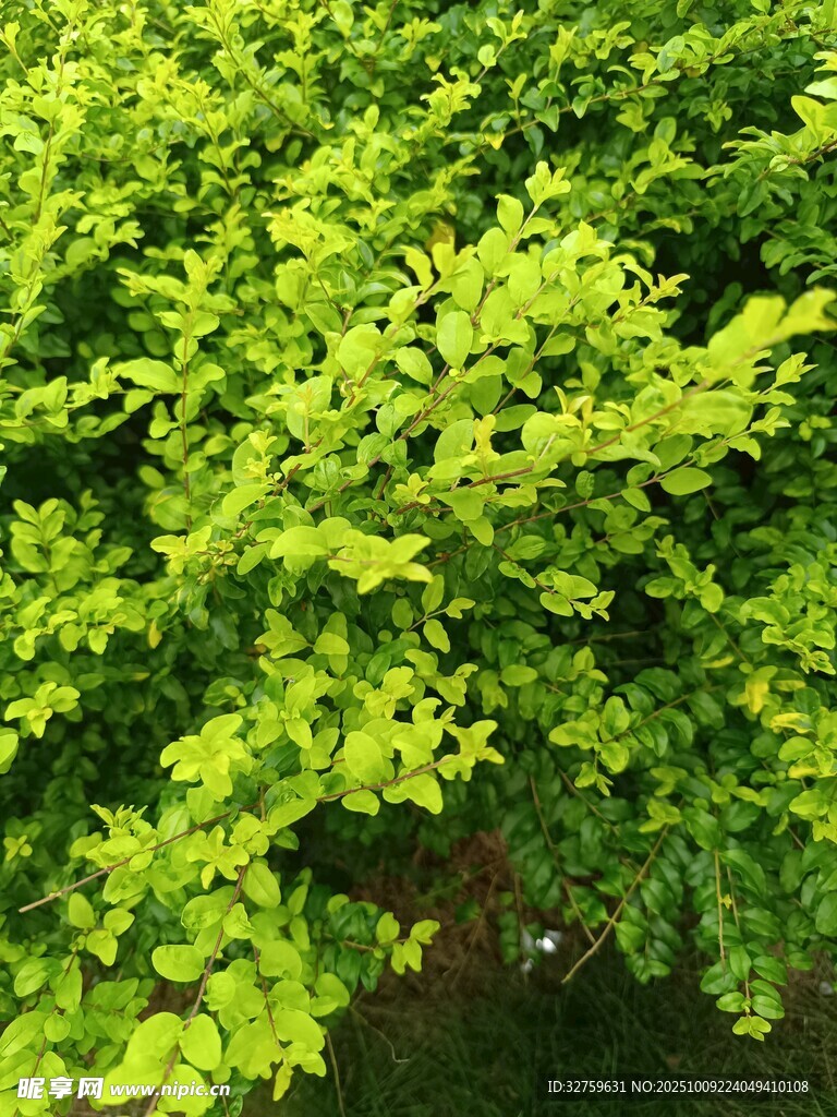 翠绿繁茂的树叶景观