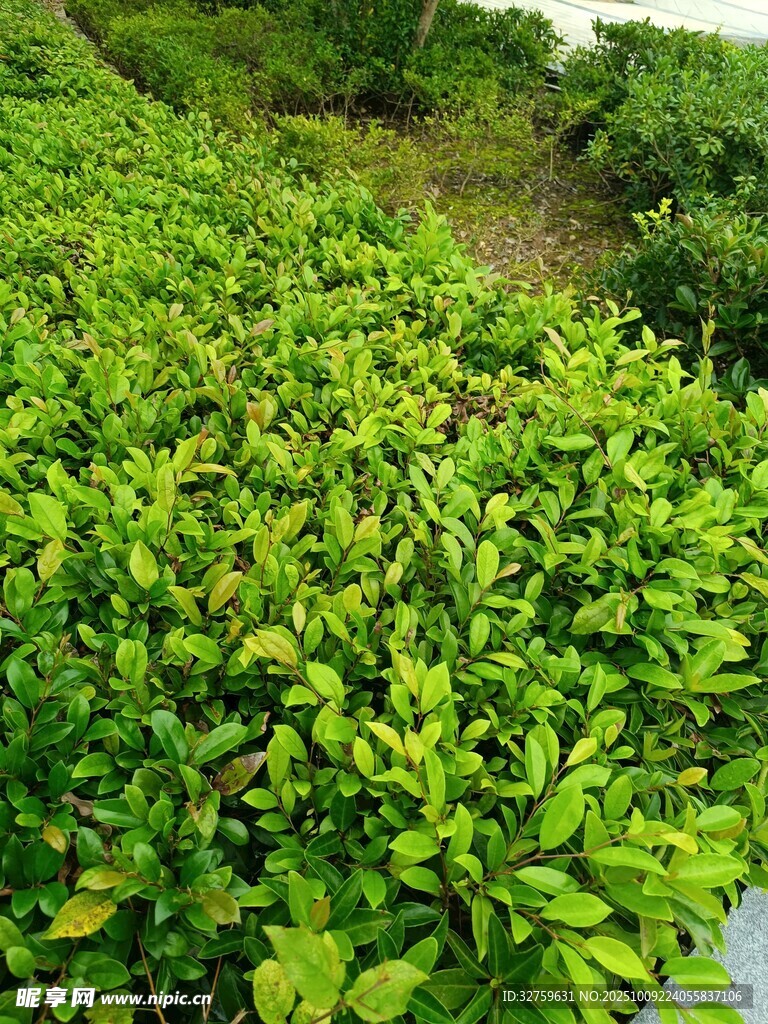 翠绿繁茂的灌木丛景观