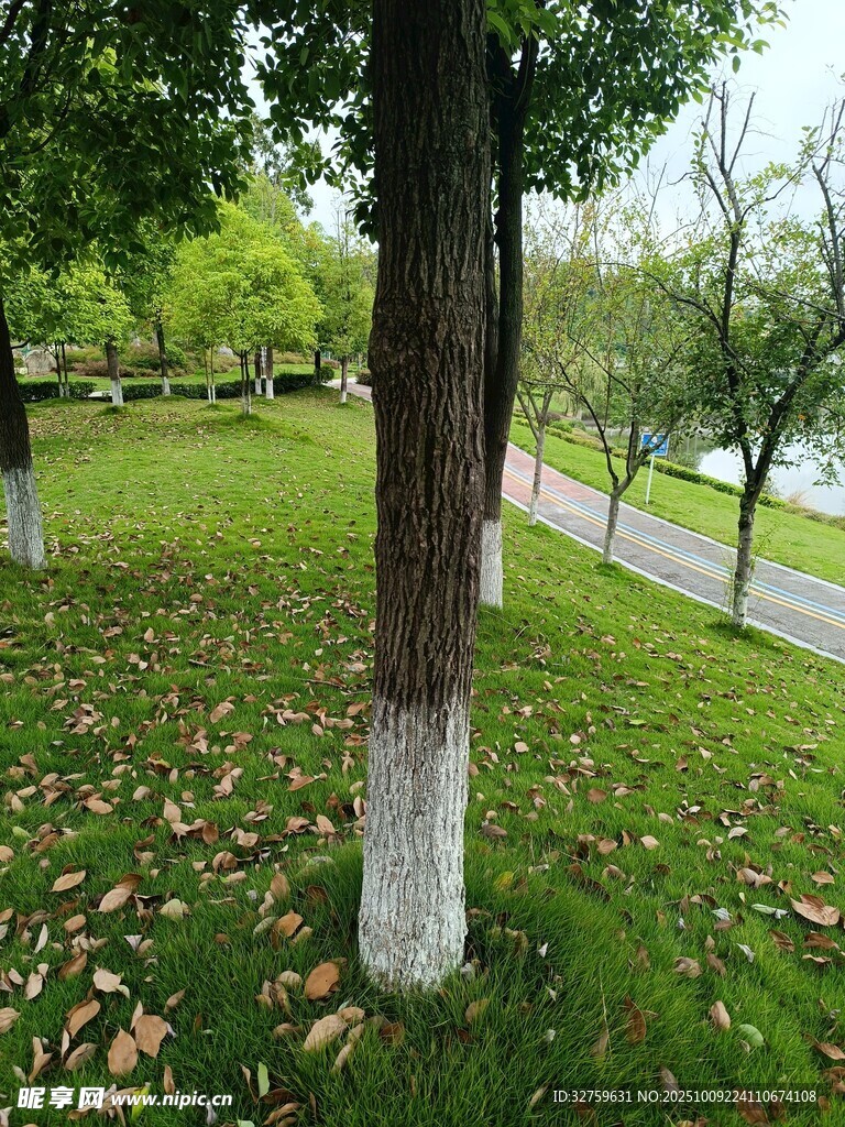 秋日公园草地树木景致