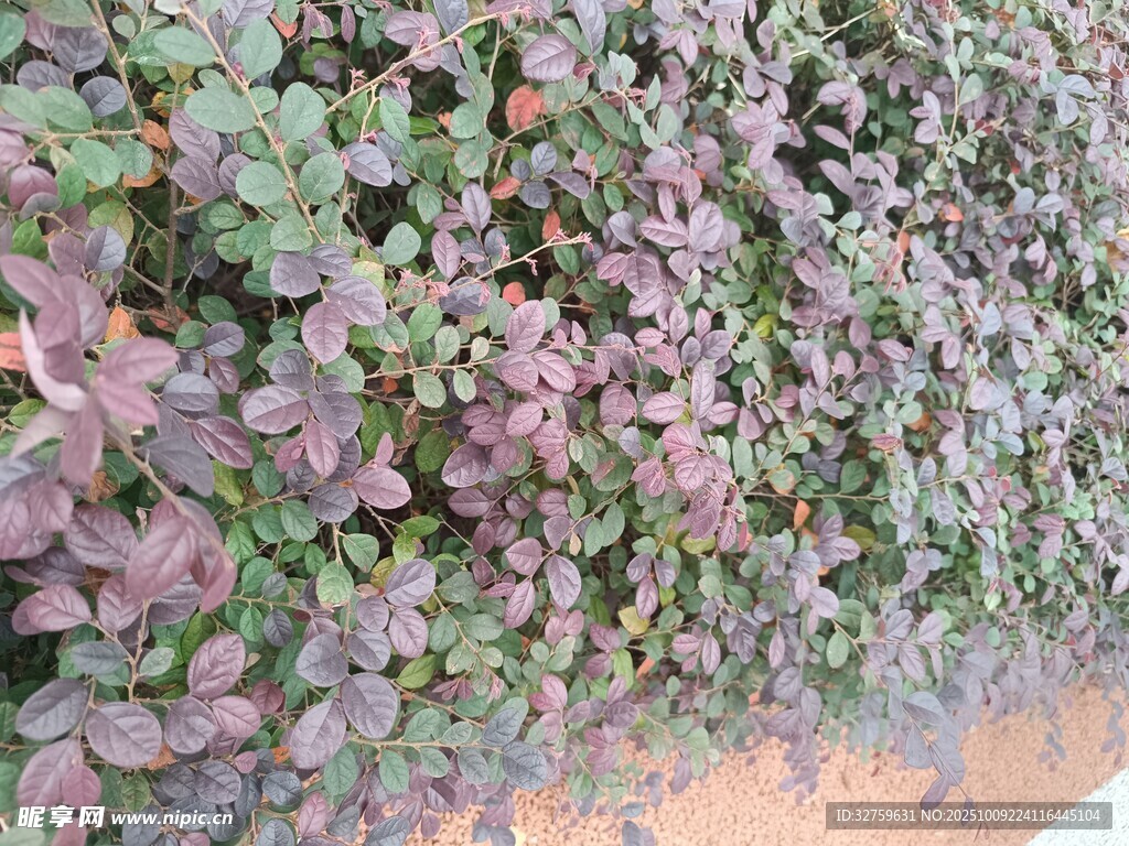 紫叶植物墙景观