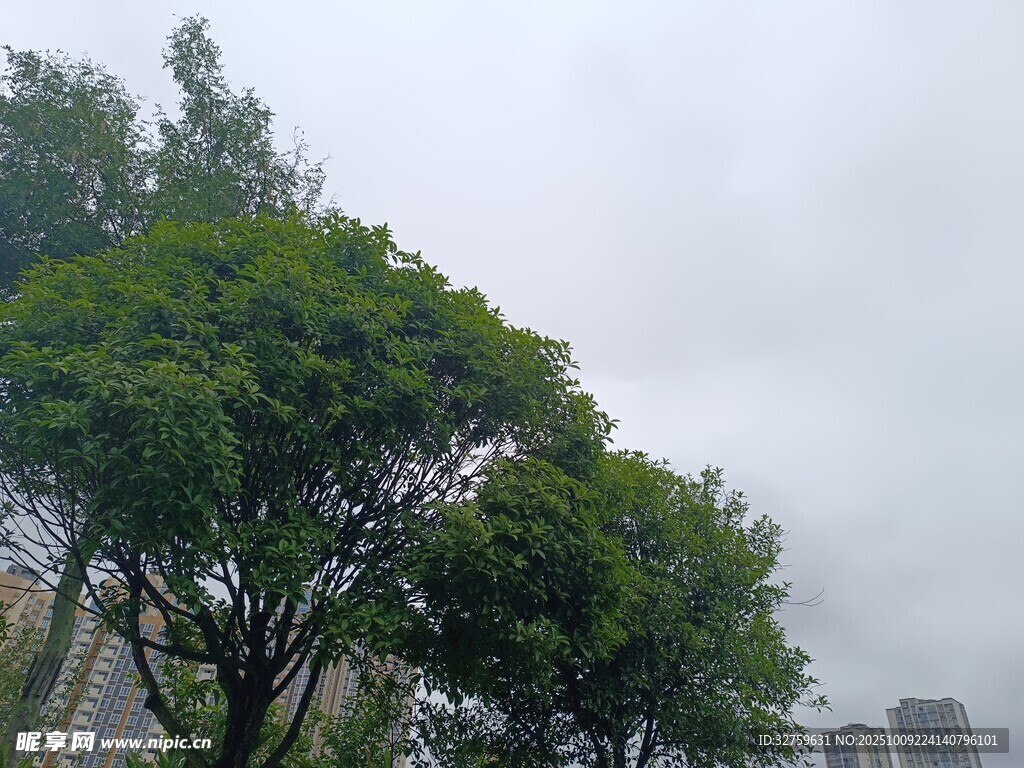 雨中葱郁树木与城市背景