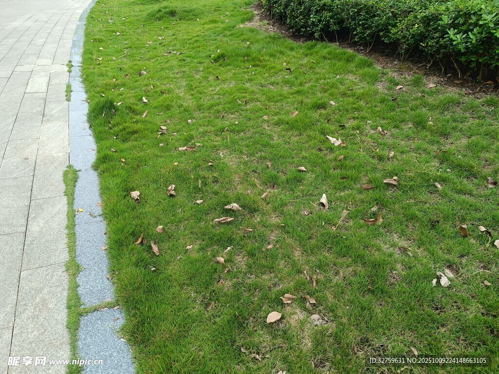 路边翠绿草坪