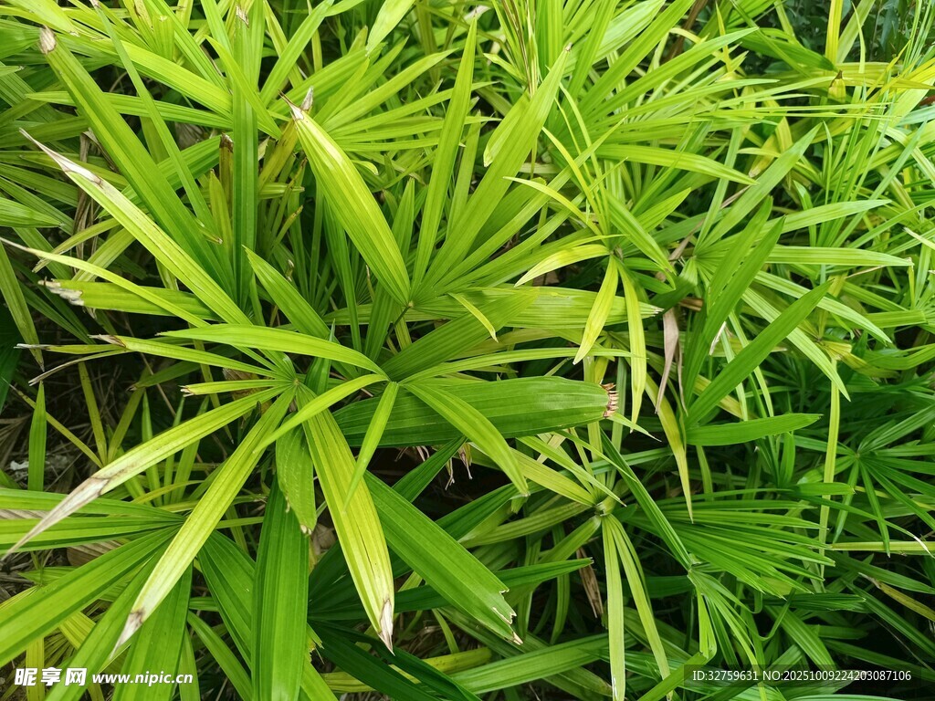 翠绿细长叶片的植物