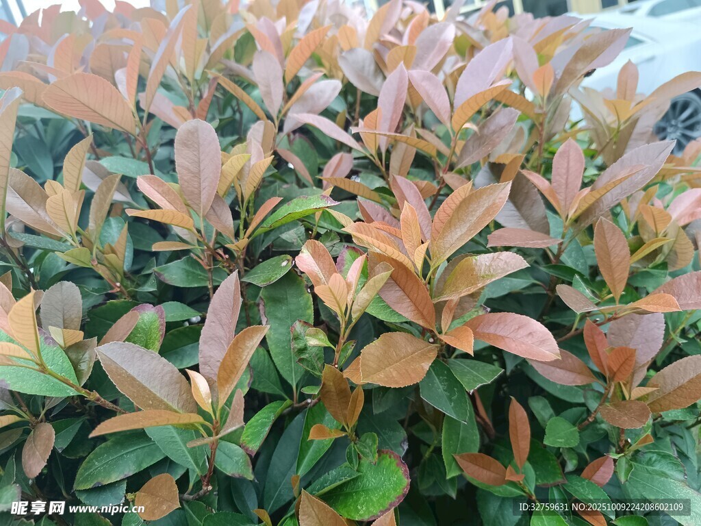 多彩叶片的植物景观