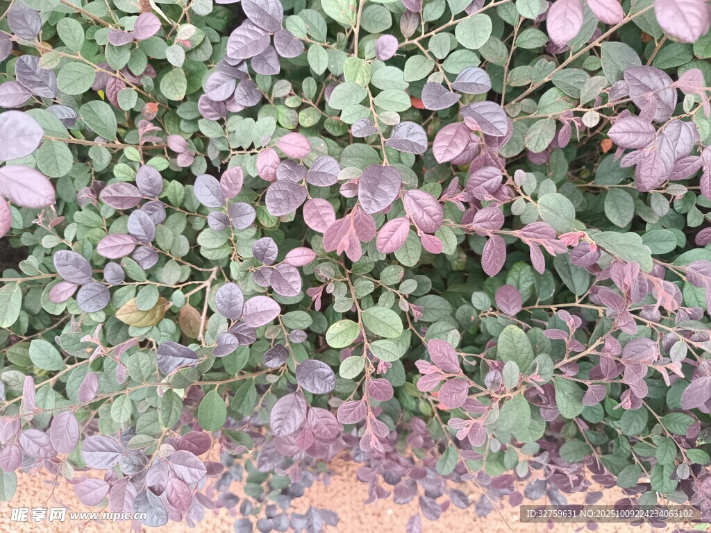 紫色系多肉植物特写