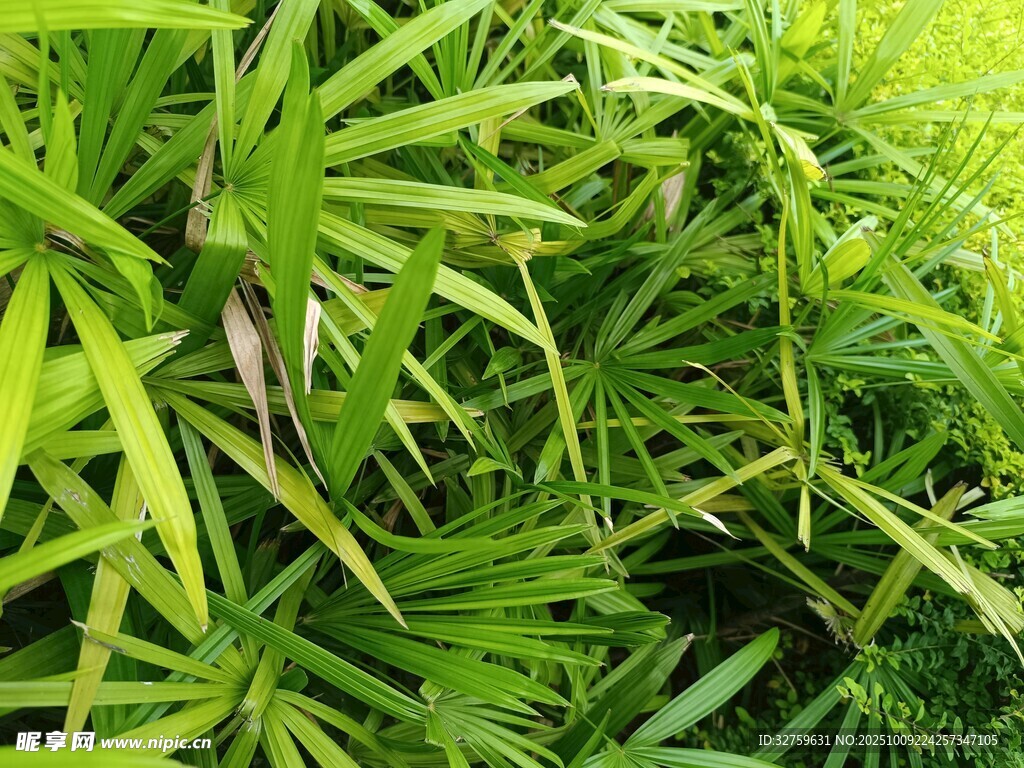 翠绿繁茂的热带植物景观