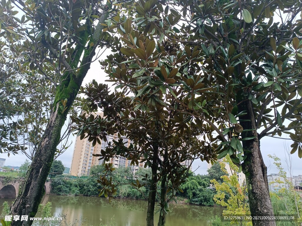 公园绿树景观
