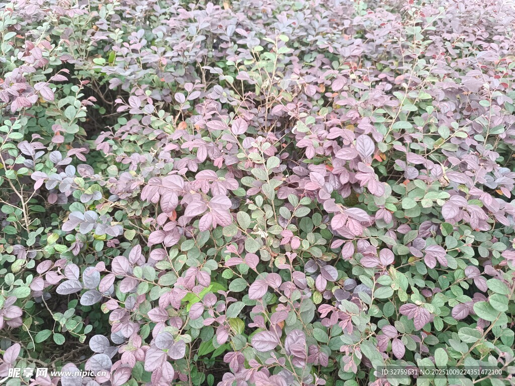 粉色小花覆盖的植物景观