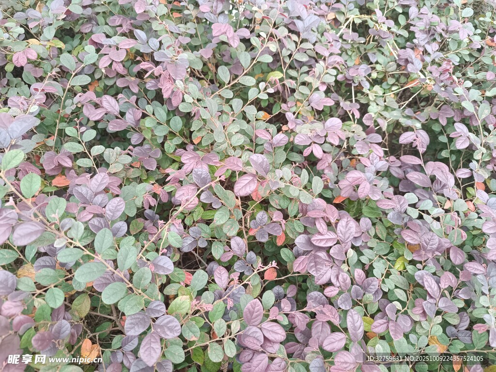 多彩三叶草植物景观
