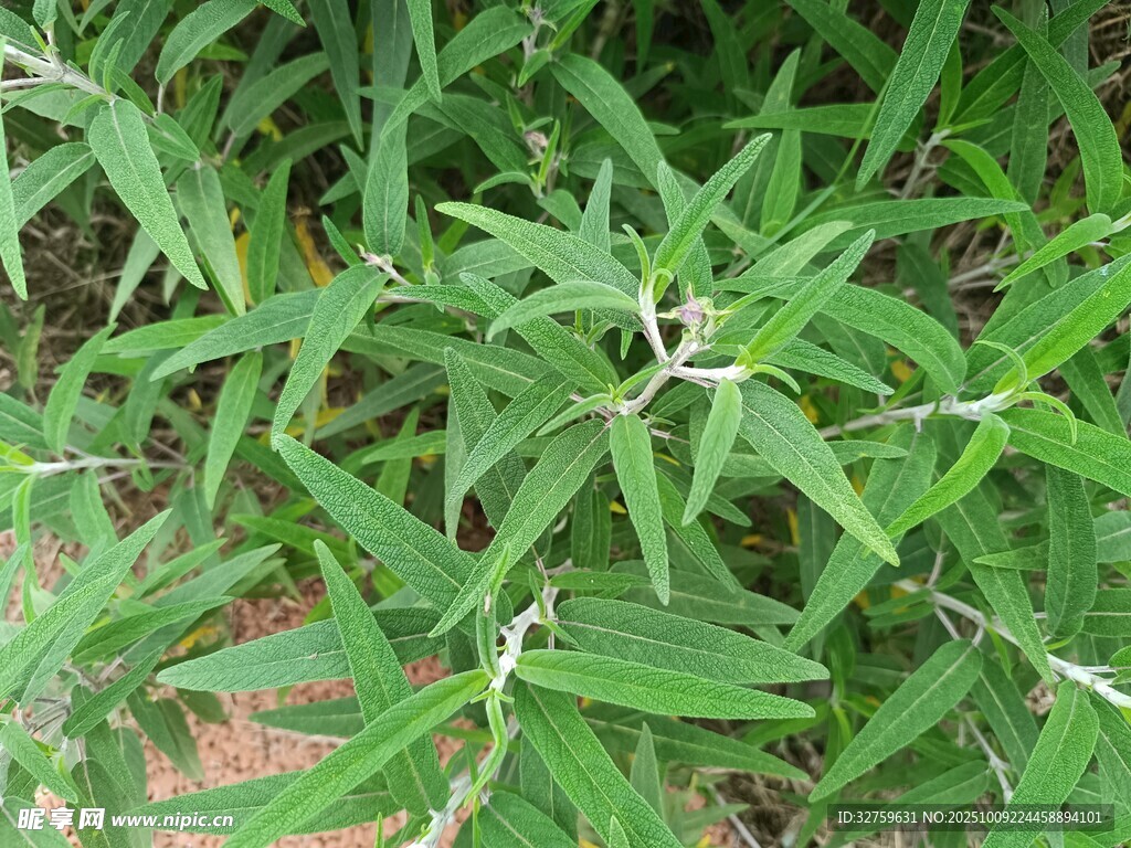 野外绿色植物特写