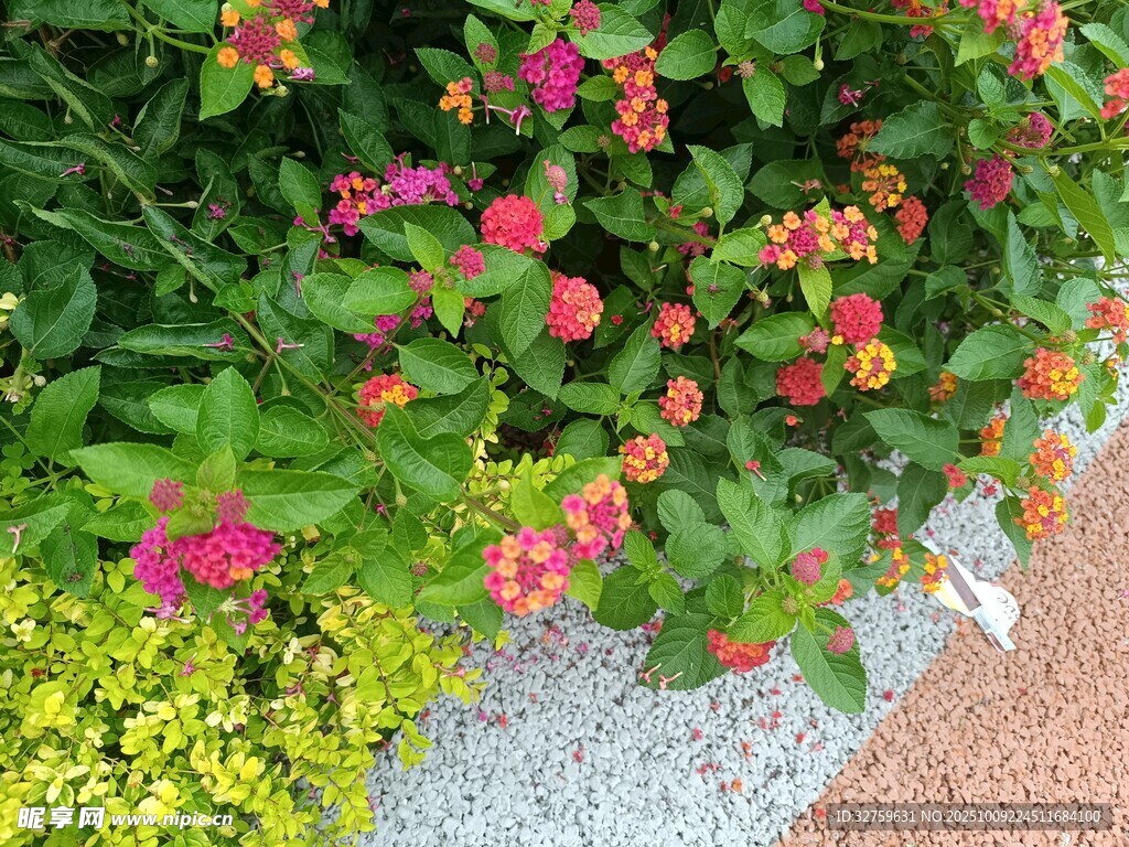多彩花卉装点地面景观