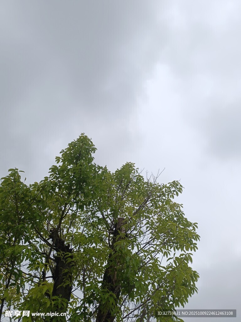 阴天里的葱郁树木