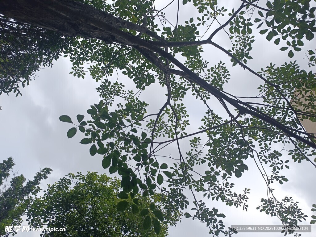 仰视繁茂树枝与绿叶