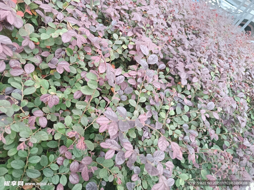 粉色与绿色交织的植物墙
