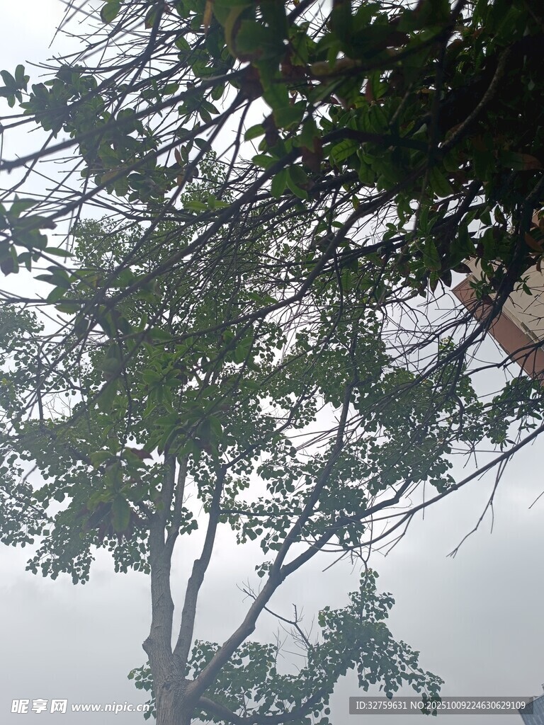 仰视树冠下的繁茂枝叶