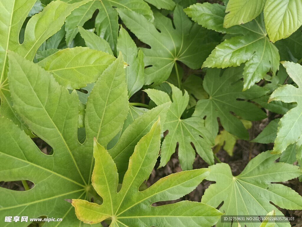翠绿叶片的植物特写