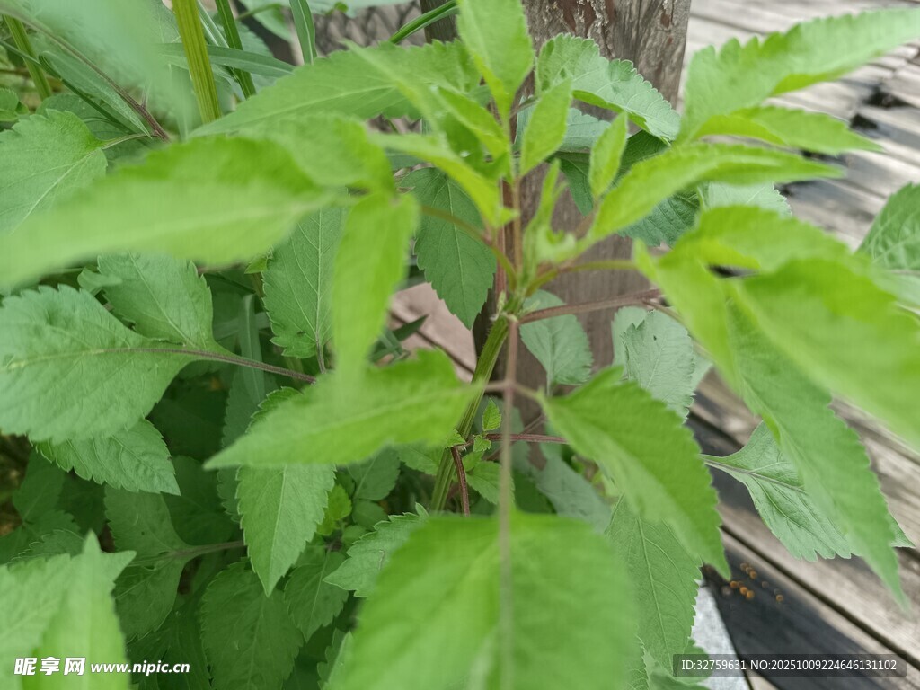 绿叶植物特写