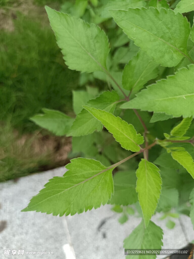 嫩绿枝叶特写