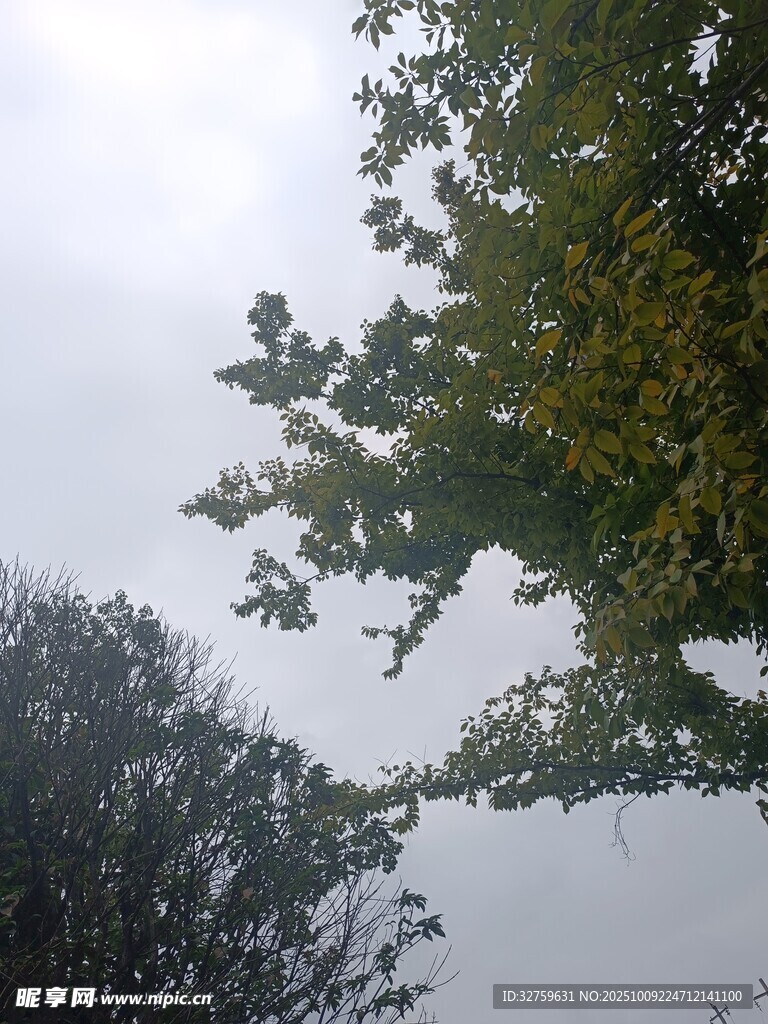 仰视视角下的绿树与天空