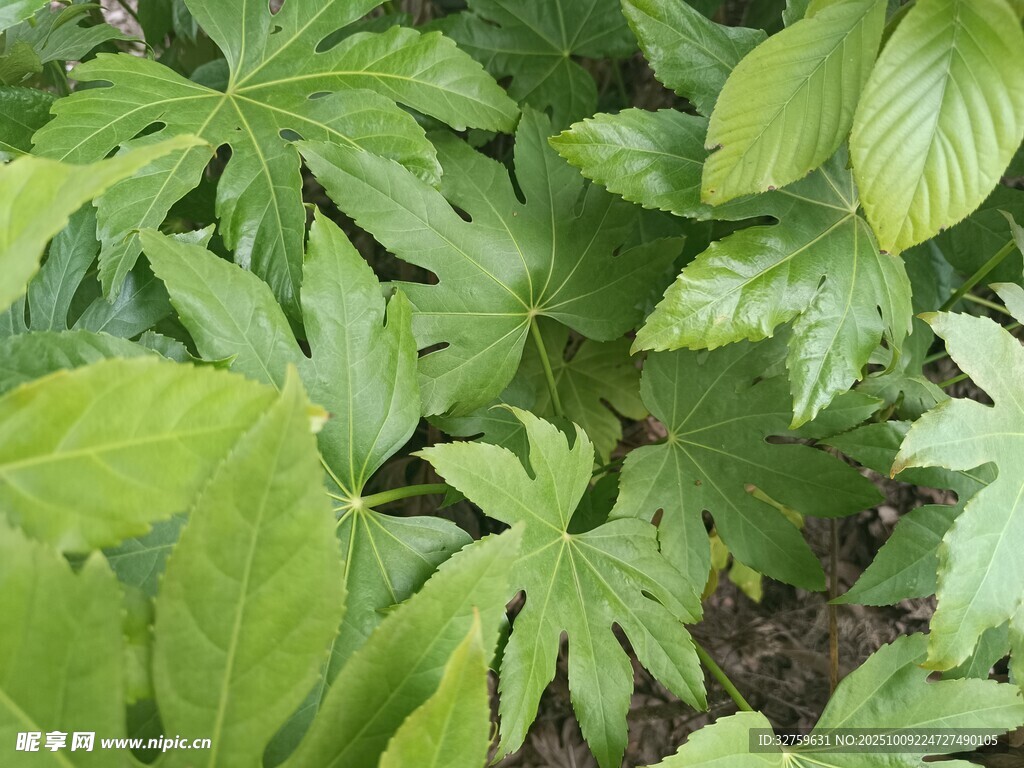 翠绿繁茂的掌状叶片植物