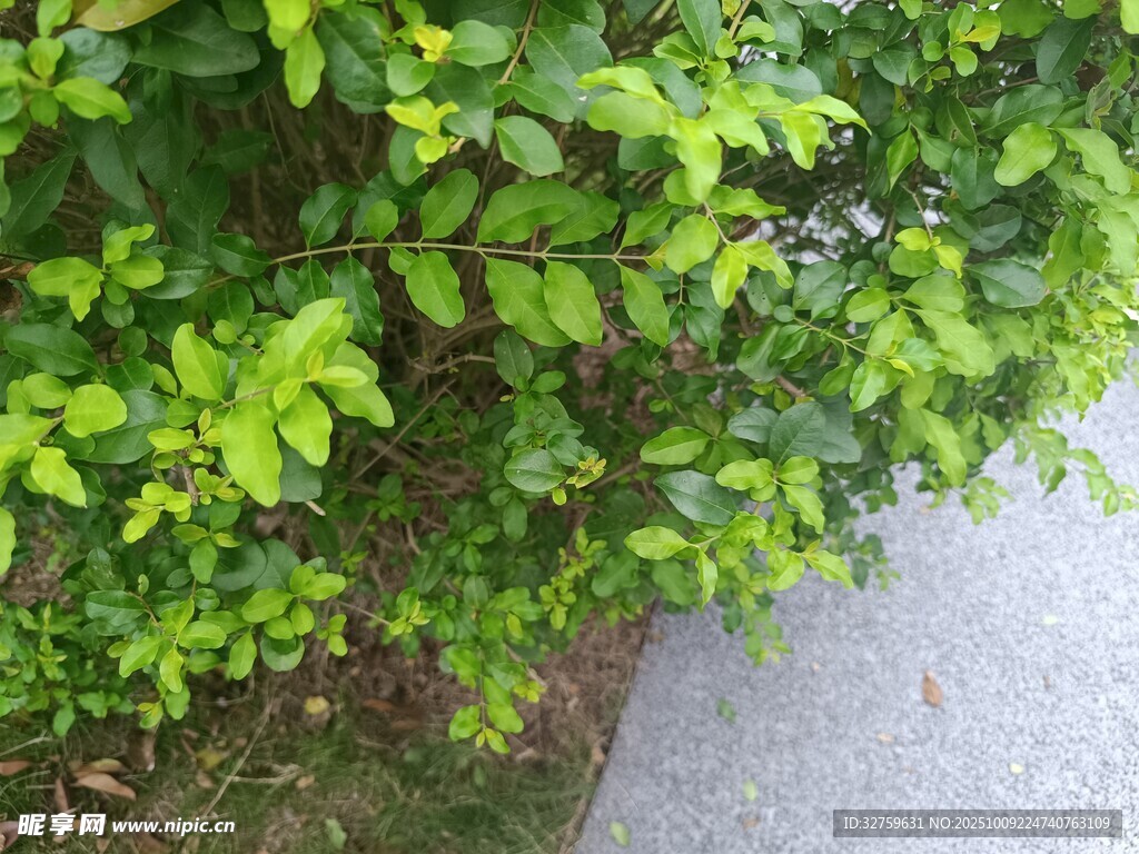 绿叶繁茂的路边植物