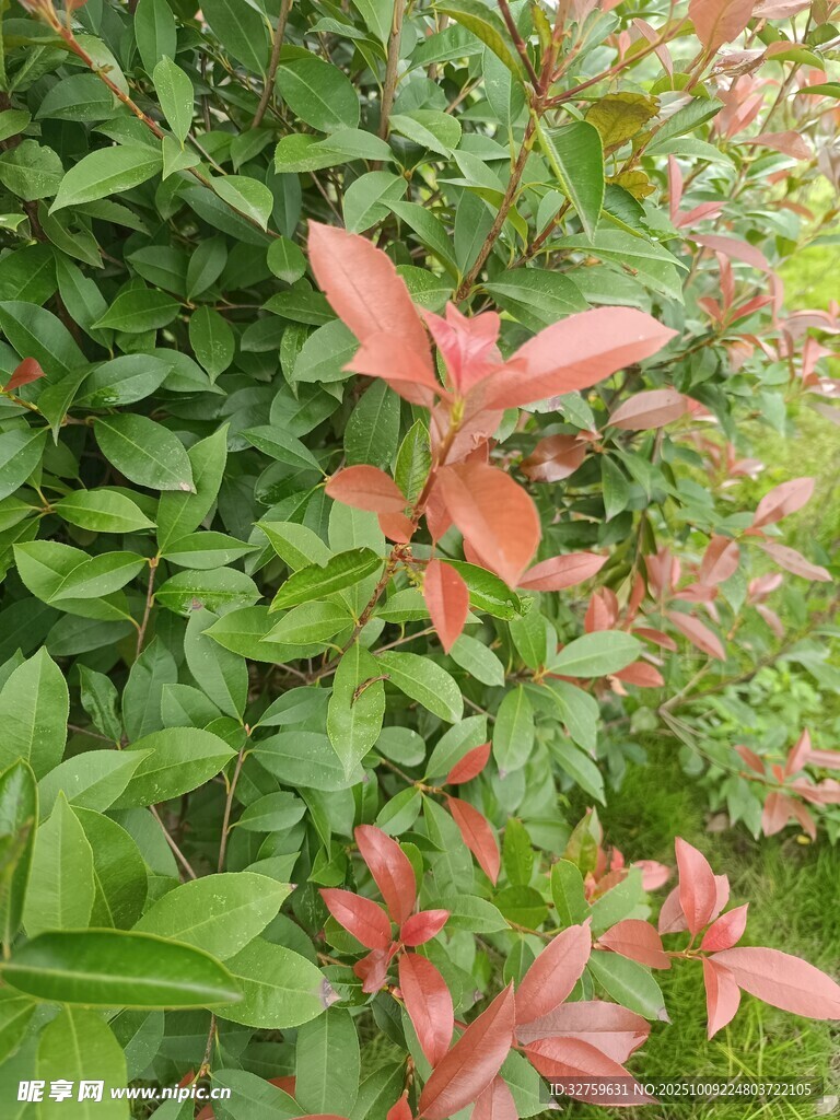 红绿叶植物特写