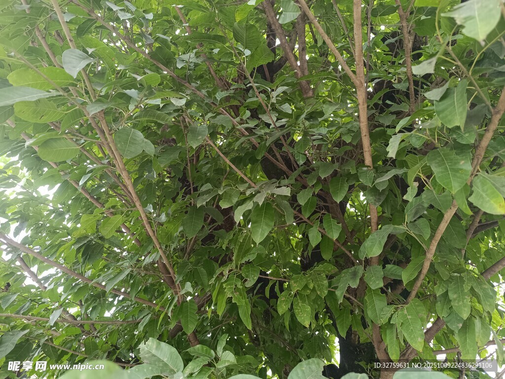 繁茂绿植 