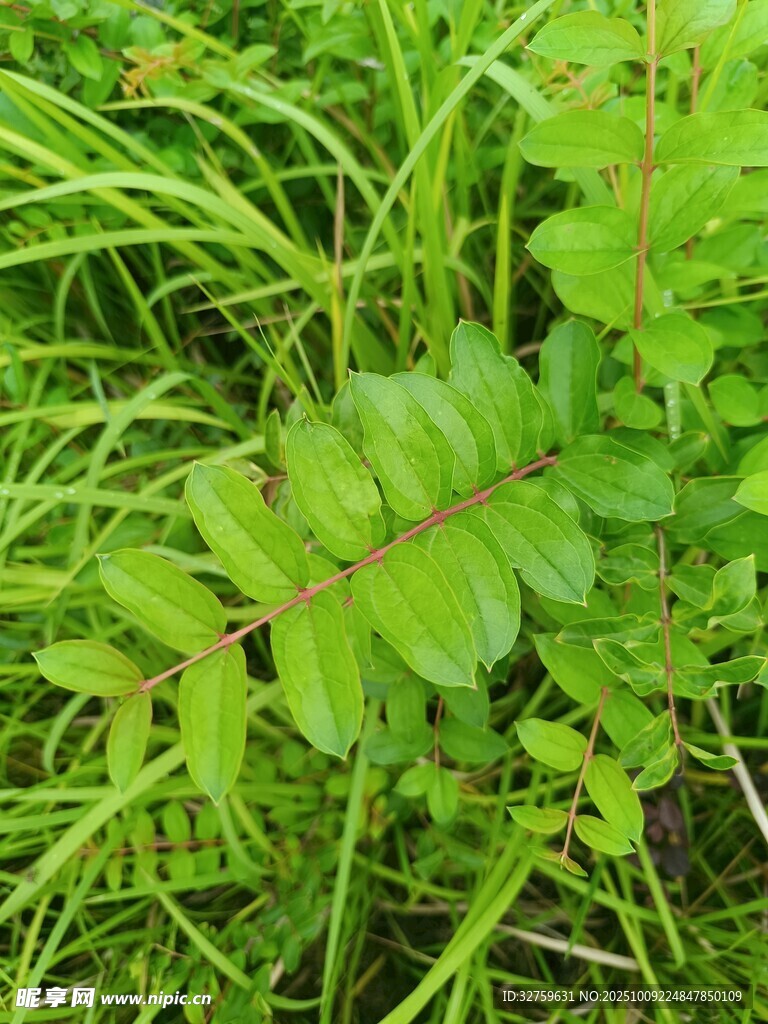 翠绿植物叶片特写