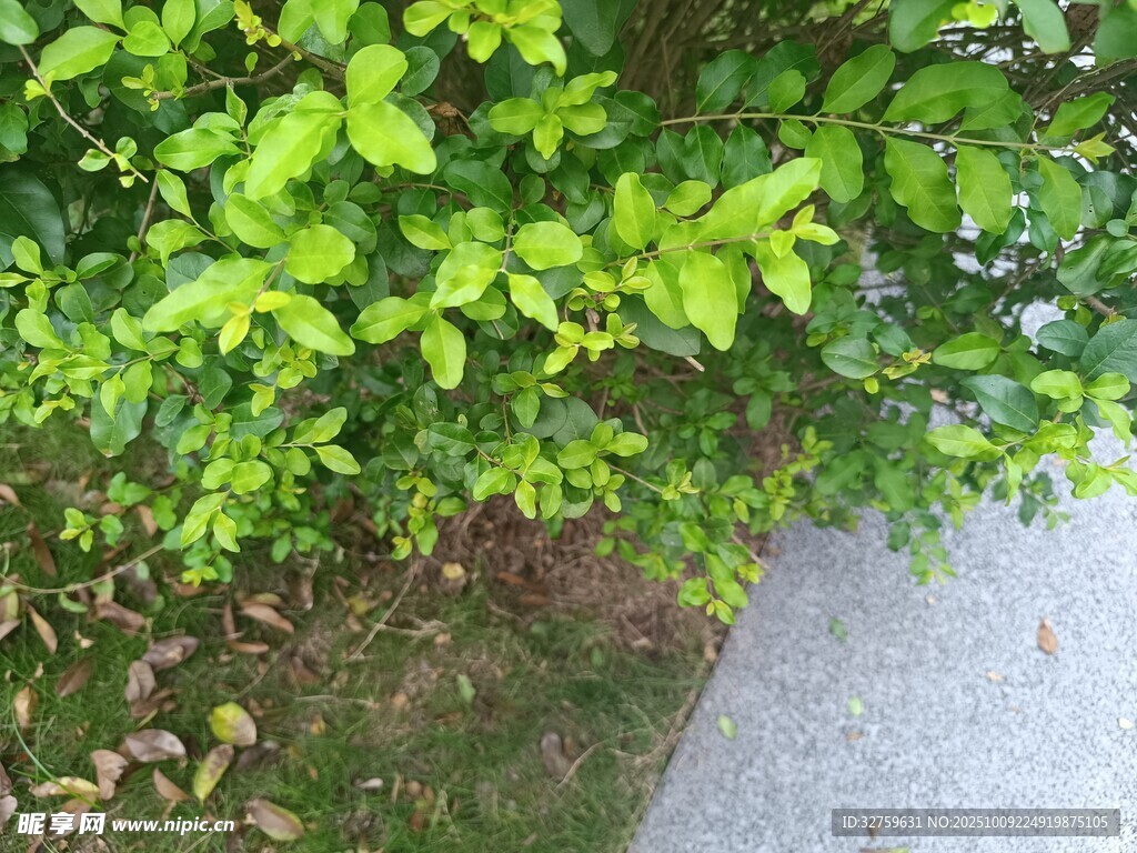 路边翠绿繁茂的植物