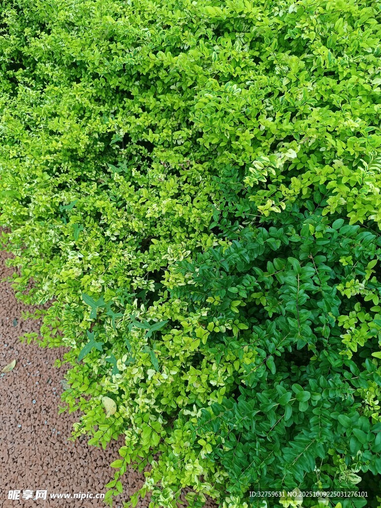 翠绿繁茂的蔓生植物景观