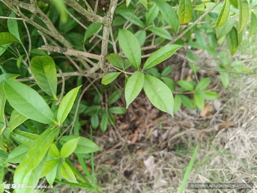 绿叶繁茂的植物丛